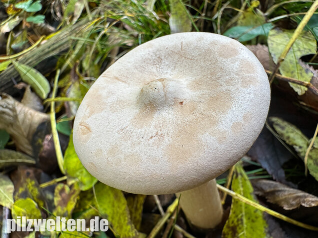 Mönchskopf, Infundibulicybe geotropa
