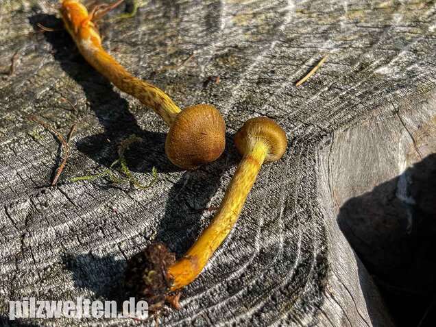 Orangefüssiger Hautkopf, Cortinarius bataillei