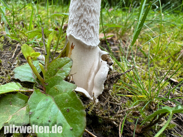 Pappelstreifling, Amanita simulans Contu