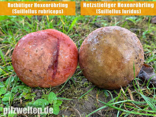 Rothütiger Hexenröhrling, Suillellus rubriceps