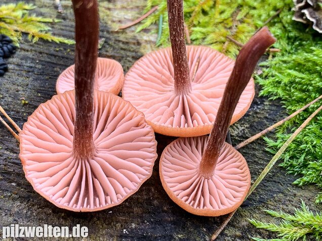 Rötlicher Lacktrichterling, Laccaria laccata