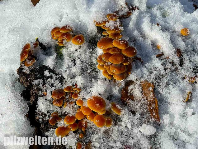 Samtfußrübling, Winterrübling, Flammulina velutipes