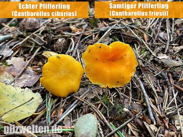 Samtiger Pfifferling, Cantharellus friesii
