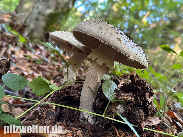 Spitzkegeliger Wulstling, Amanita echinocephala