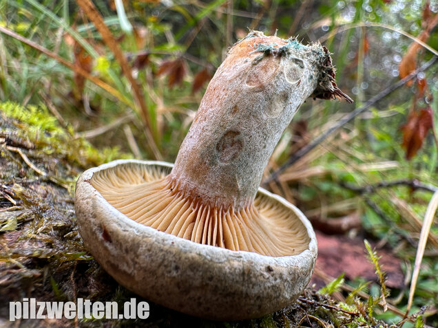 Wechselblauer Edelreizker, Lactarius quieticolor