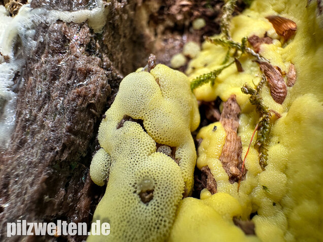 Weißgelbes Netzpolster, Ceratiomyxa porioides