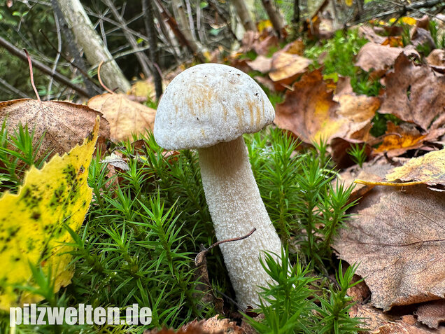 Wollstieliger Raufußröhrling (weiße Form), Leccinum cyaneobasileucum