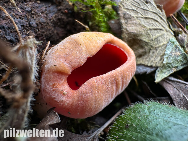 Scharlachroter Kelchbecherling, Österreichischer Prachtbecherling, Sarcoscypha austriaca & coccinea