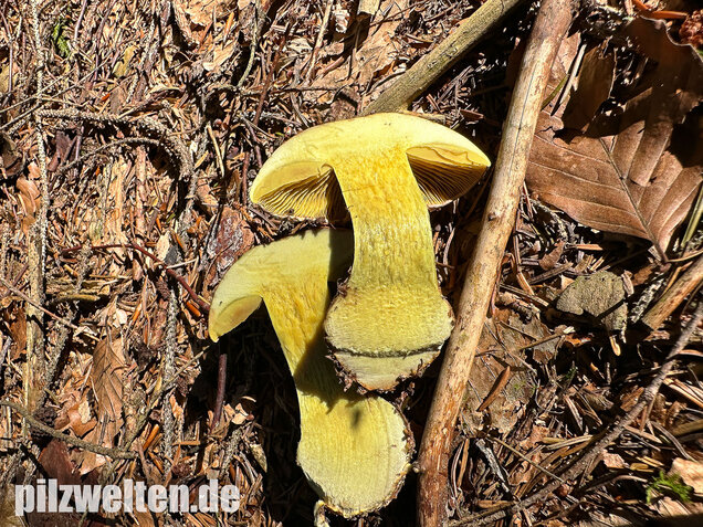 Anisklumpfuß, Cortinarius odorifer