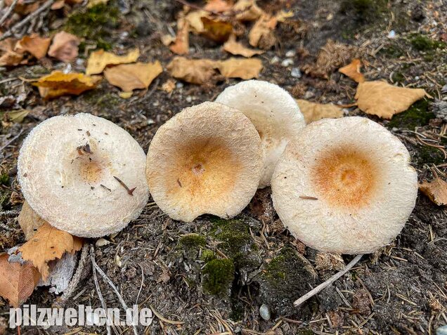 Blasser Birkenmilchling, Lactarius pubescens