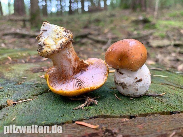Blaublättriger Klumpfuß, Cortinarius callochrous