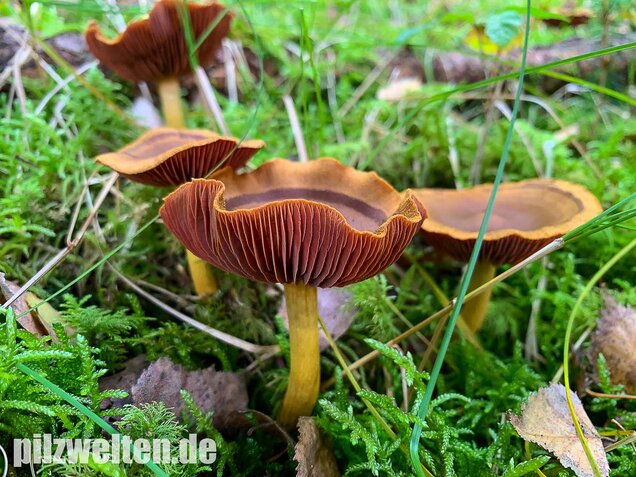 Blutblättriger Hautkopf, Cortinarius semisanguineus