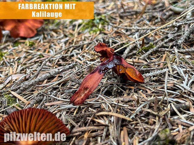 Blutroter Hautkopf, Cortinarius sanguineus