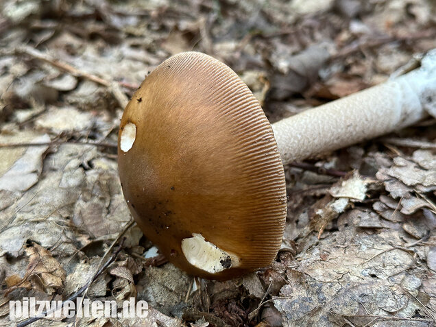 Brauner Riesenscheidenstreifling, Amanita spadicea