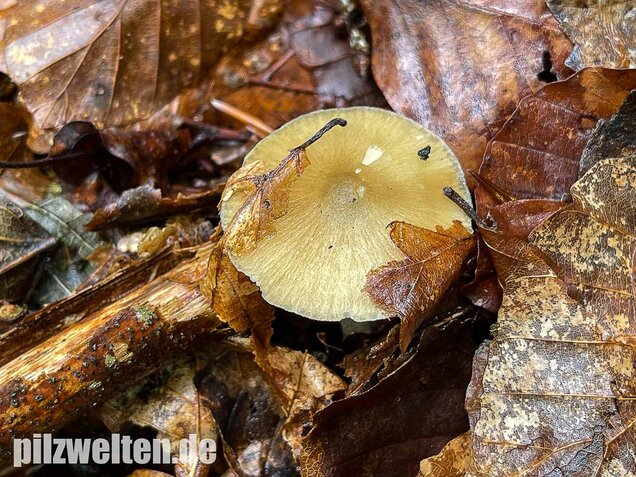 Buchenwald-Wasserfuß, Hydropus subalpinus