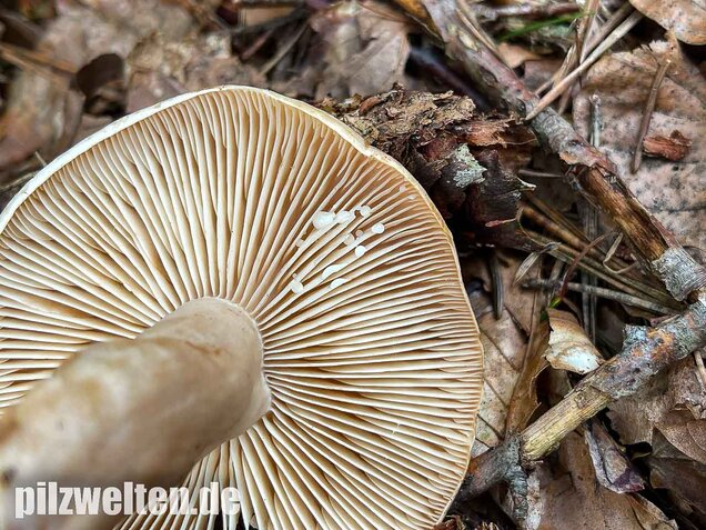 Fleischblasser Milchling, Lactarius pallidus