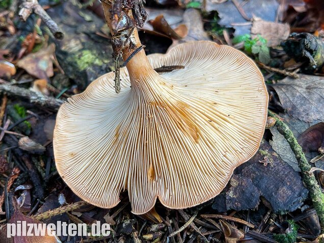 Fuchsiger Röteltrichterling, Paralepista flaccida