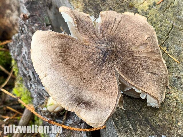 Gemeiner Erdritterling, Tricholoma terreum