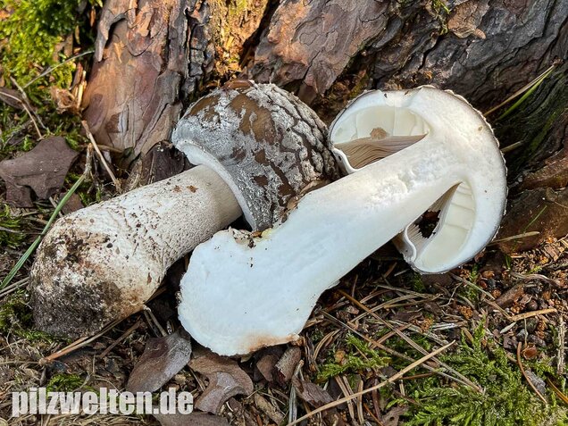 Grauer Wulstling, Amanita excelsa