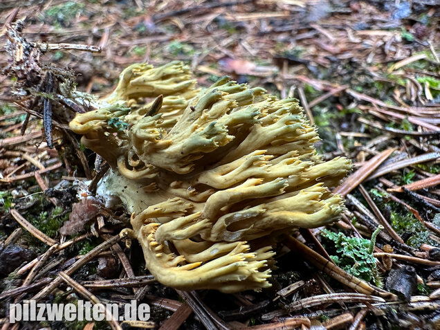 Grünfleckige Fichtenkoralle, Phaeoclavulina abietina