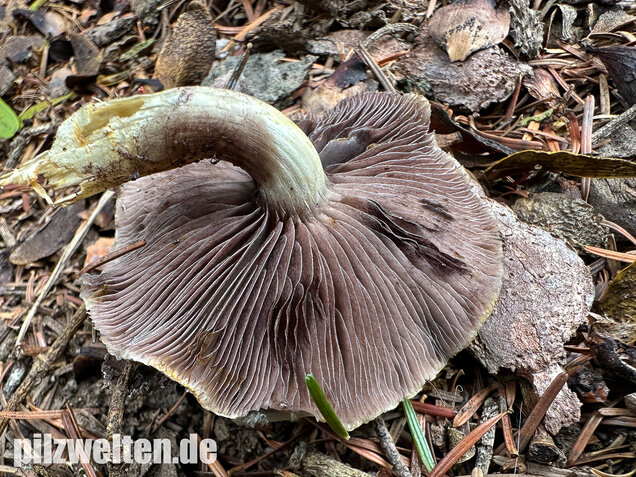Grünspanträuschling, Stropharia aeruginosa