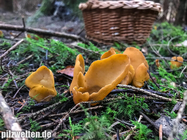 Hasenohrbecherling, Otidea leporina
