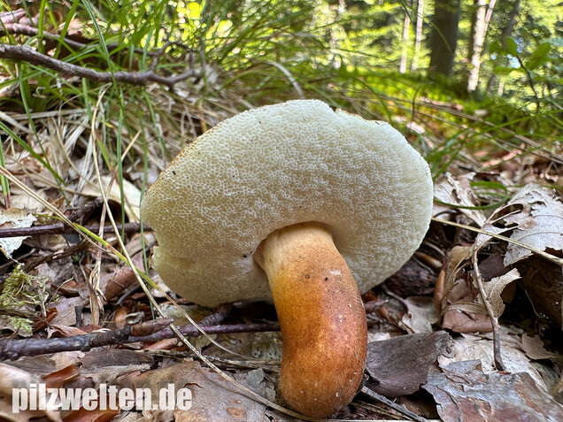 Hasenröhrling, Zimtröhrling, Gyroporus castaneus