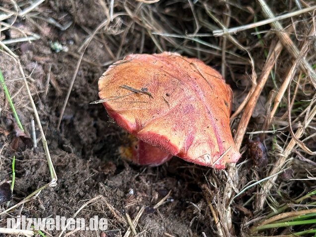 Rubinroter Zwergröhrling, Chalciporus rubinus