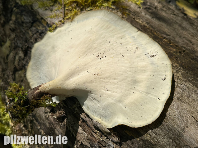 Kastanienbrauner Stielporling, Süßriechender Porling, Picipes badius