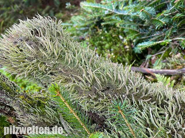 Keulenflechte, Cladonia coniocraea