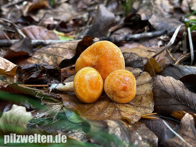 Lärchenmilchling, Lactarius porninsis