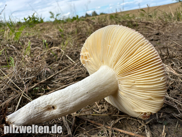 Milder Glanztäubling, Russula nitida