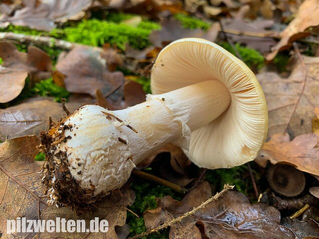 Narzissengelber Knollenblätterpilz, Amanita gemmata