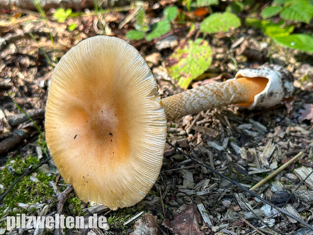 Orangegelber Scheidenstreifling, Amanita crocea