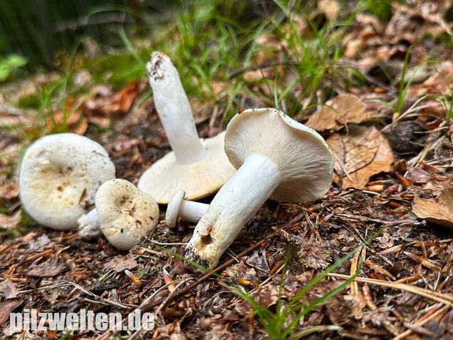 Pfeffermilchling, Lactifluus piperatus