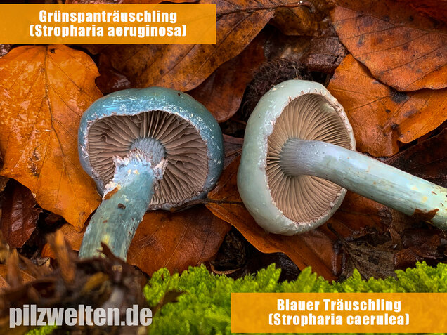 Grünspanträuschling, Stropharia aeruginosa