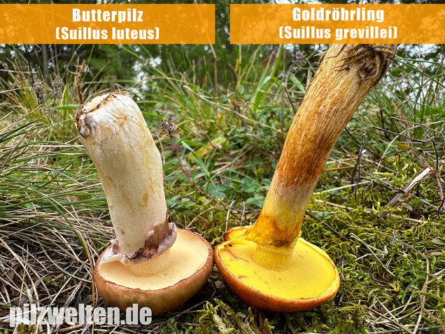 Butterpilz, Butterröhrling, Suillus luteus