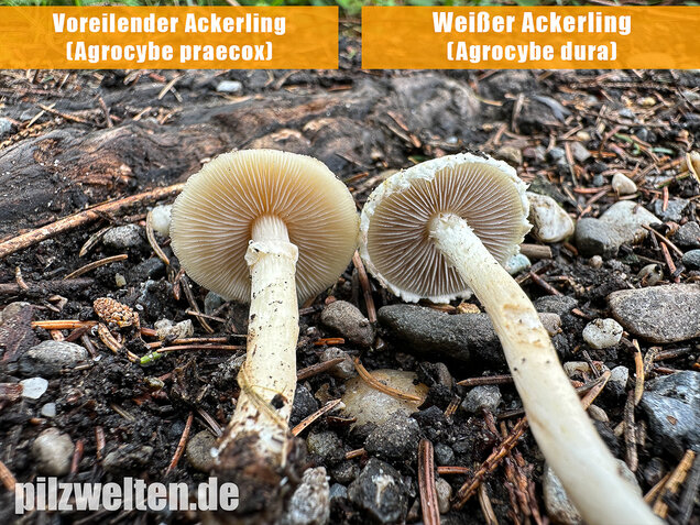 Weißer Ackerling, Rissiger Ackerling, Agrocybe dura