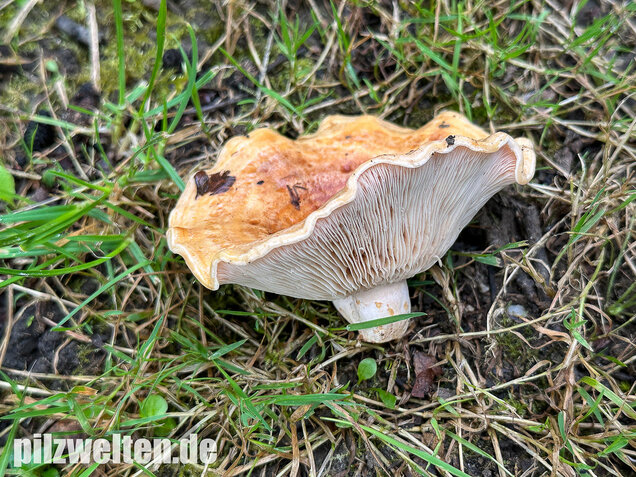 Queraderiger Milchling, Lactarius acerrimus