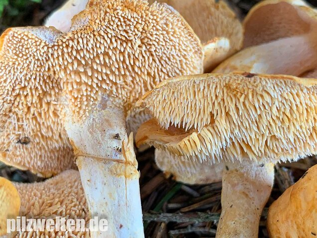 Rostgelber Semmelstoppelpilz, Hydnum rufescens