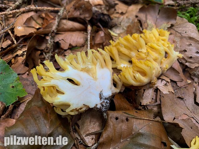 Schwefelgelbe Koralle, Ramaria flava