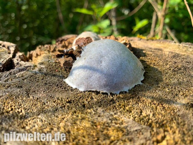 Stäublings-Schleimpilz, Enteridium lycoperdon