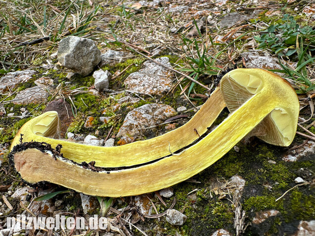 Stinkender Schleimkopf, Gelber Schleimkopf, Phlegmacium mussivum