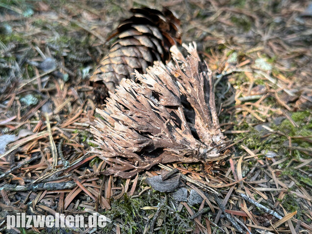 Stinkender Warzenpilz, Stinkende Lederkoralle, Thelephora palmata