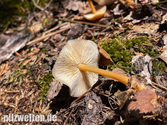 Waldfreundrübling, Gemeiner Rübling, Gymnopus dryophilus