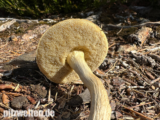 Weißer Birkenpilz, Leccinum holopus