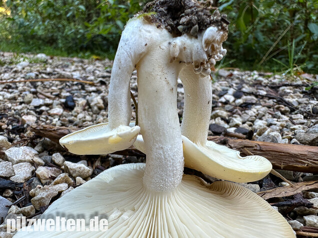 Weißer Büschelrasling, Leucocybe connata
