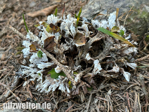 Weißer Warzenpilz, Blumenlederkoralle, Thelephora penicillata