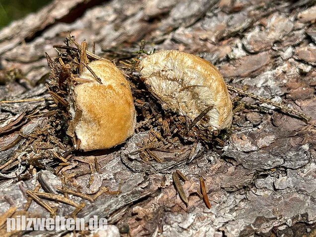 Weißer Polsterpilz, Postia ptychogaster