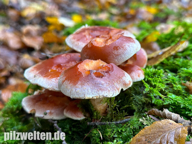 Ziegelroter Schwefelkopf, Hypholoma lateritium